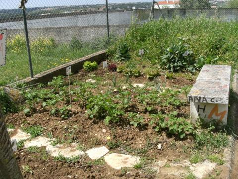 a horta no inicio: batatas, cebolas,alfaces e couves